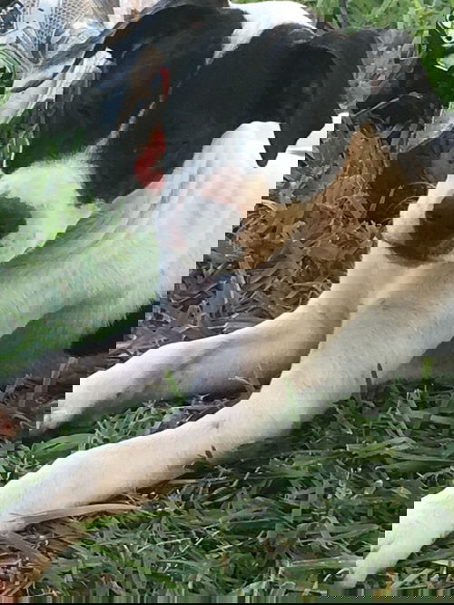 Josie