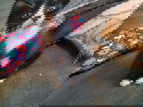 Oreo