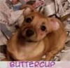 Buttercup