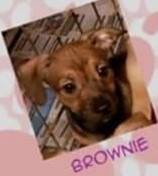 Brownie