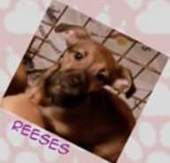 Reeses