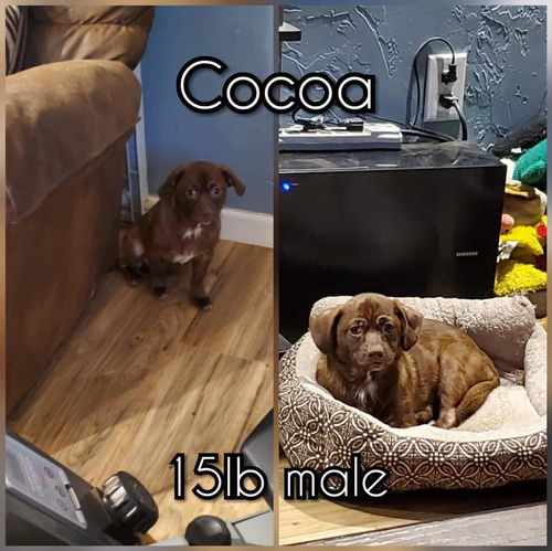 Cocoa