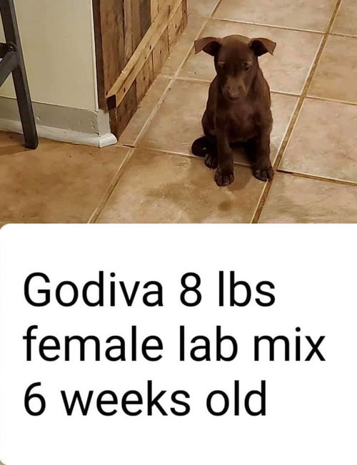 Godiva