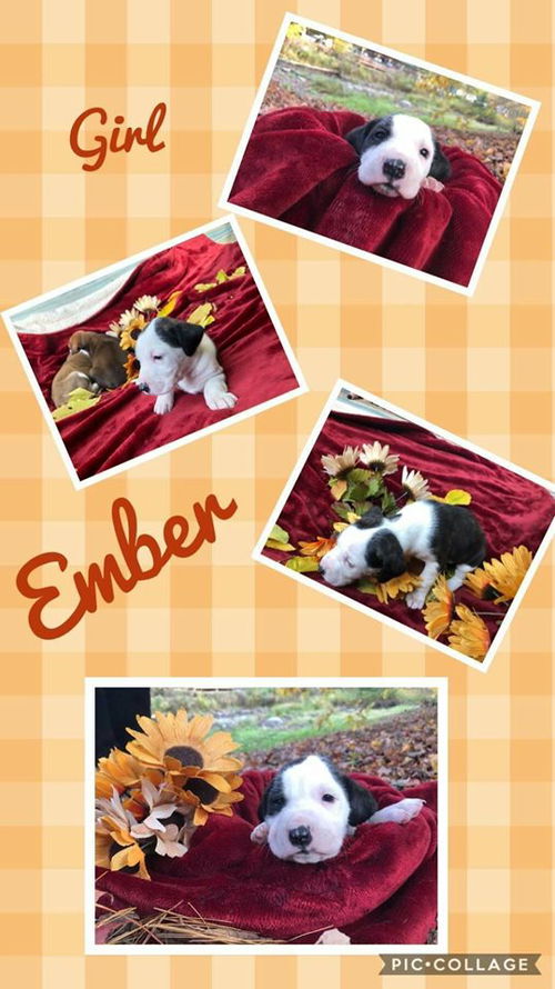 Ember