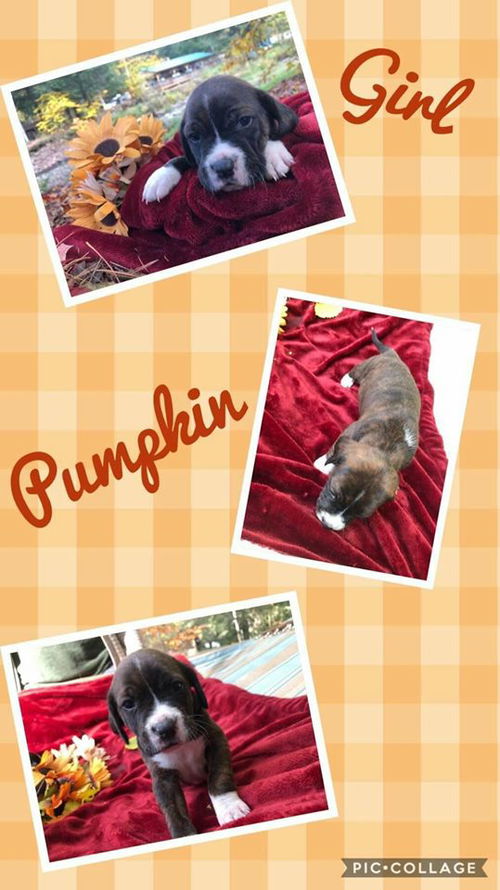 Pumpkin