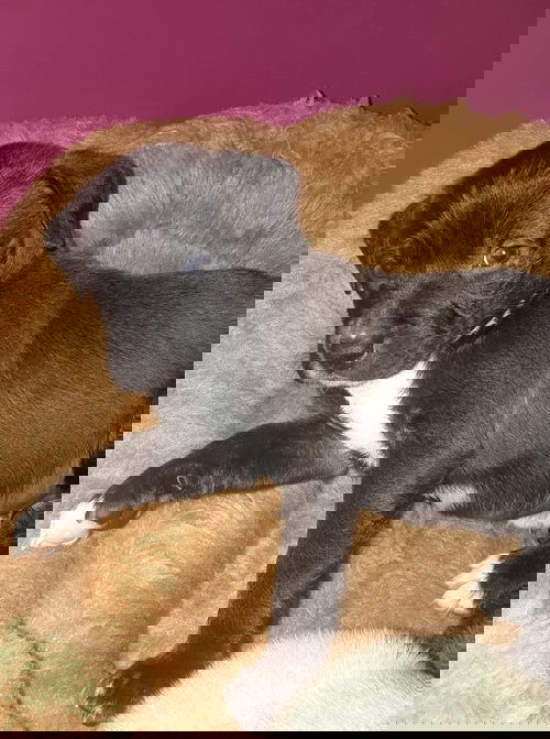 Phoebe