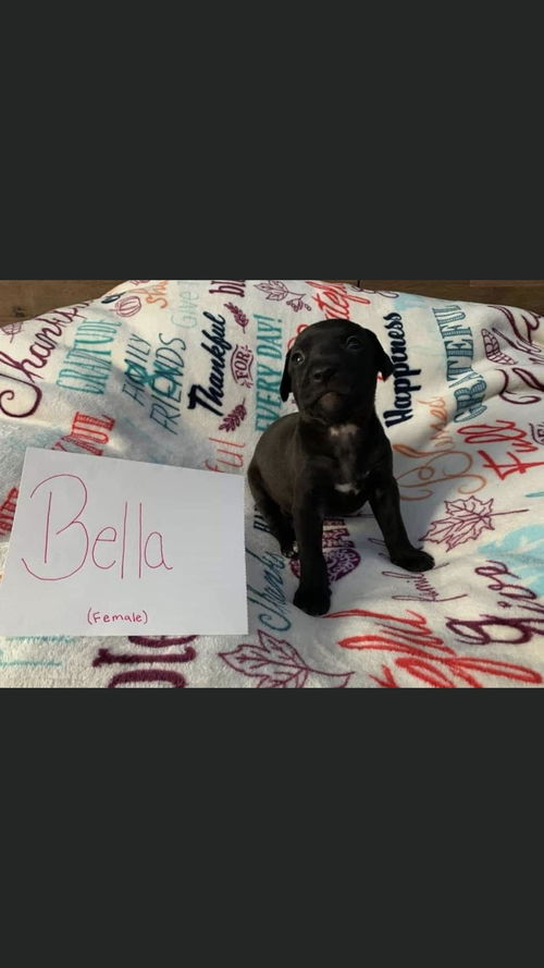 Bella