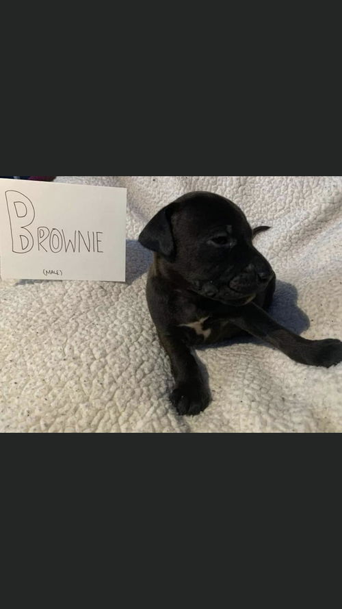 Brownie