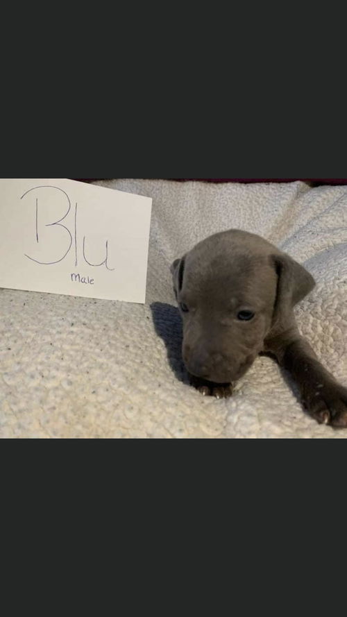 Blu