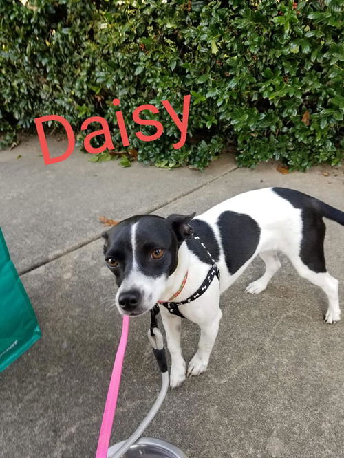 Daisy