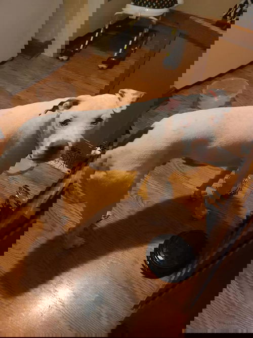 Cinnamon