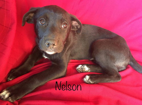 Nelson