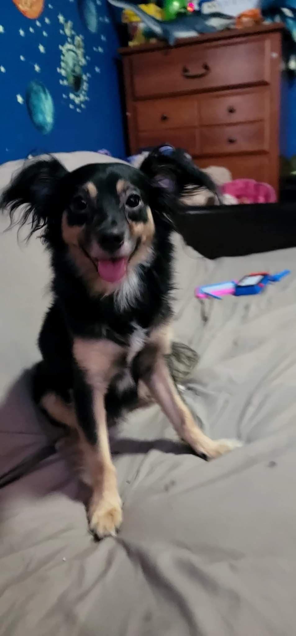 Australian shepherd mixed with sales chihuahua