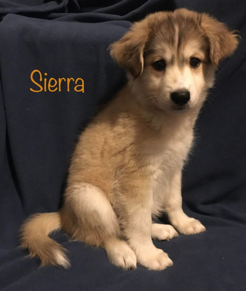 Sierra