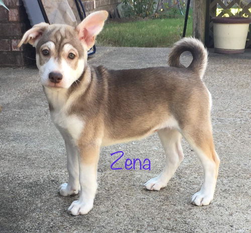 Zena