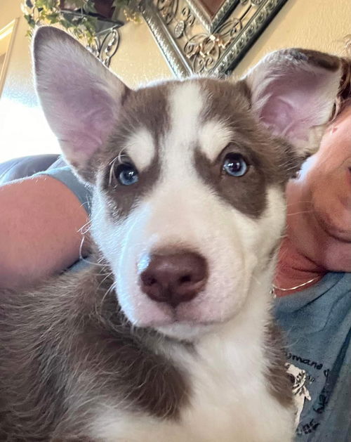 Nyla