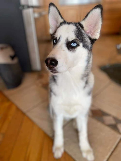 Grey Wolf