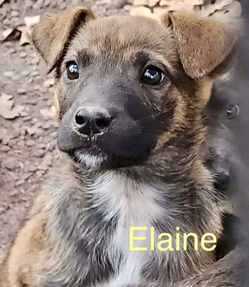 Elaine