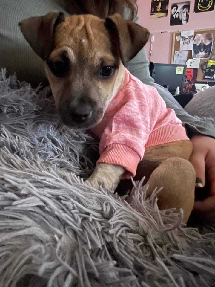 dog-for-adoption-millie-a-terrier-in-sussex-county-de-alpha-paw