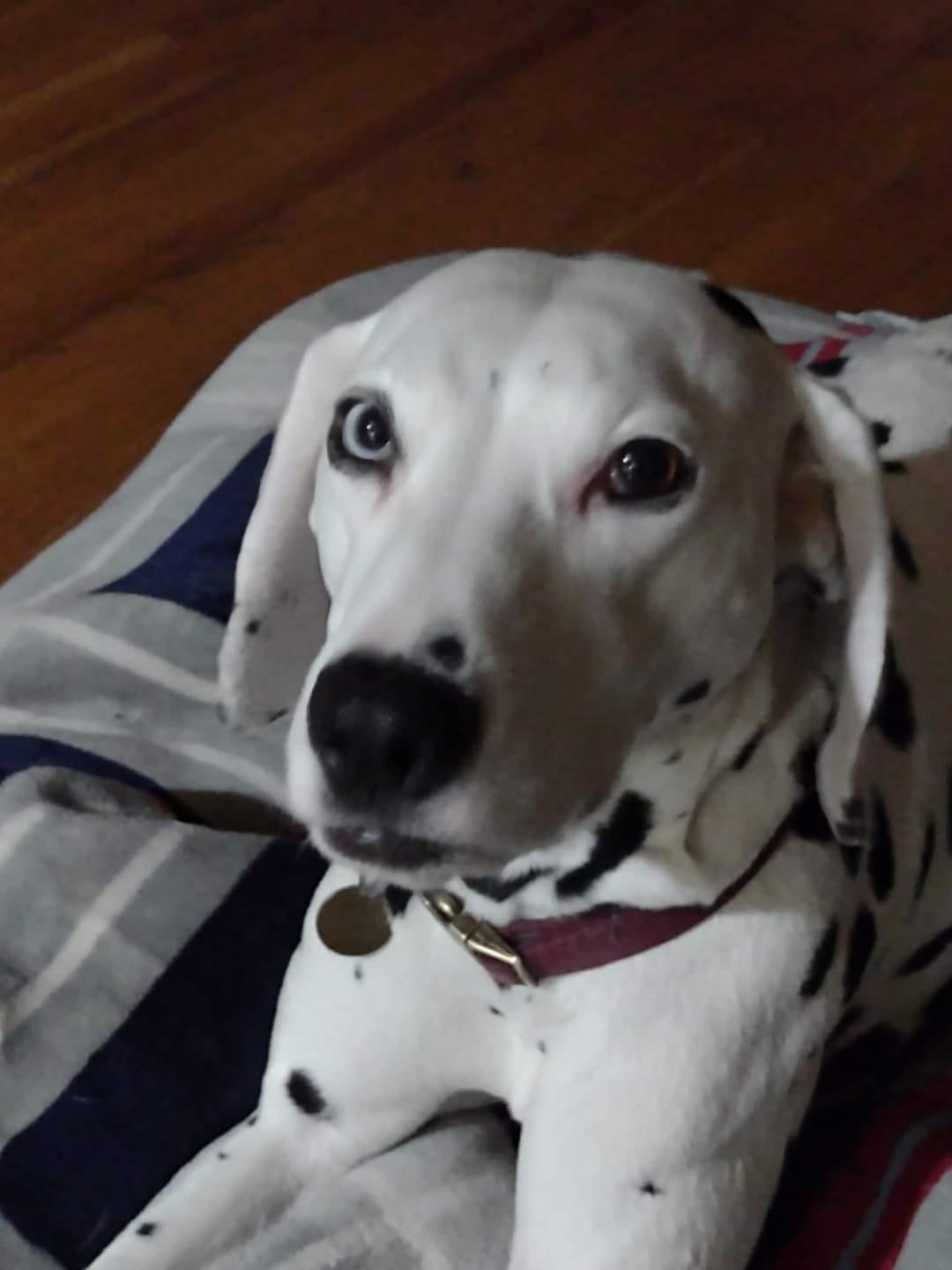 adoptable Dog in New Hampton, NY named Stormee
