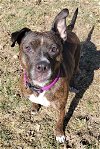 adoptable Dog in , NY named Dutches
