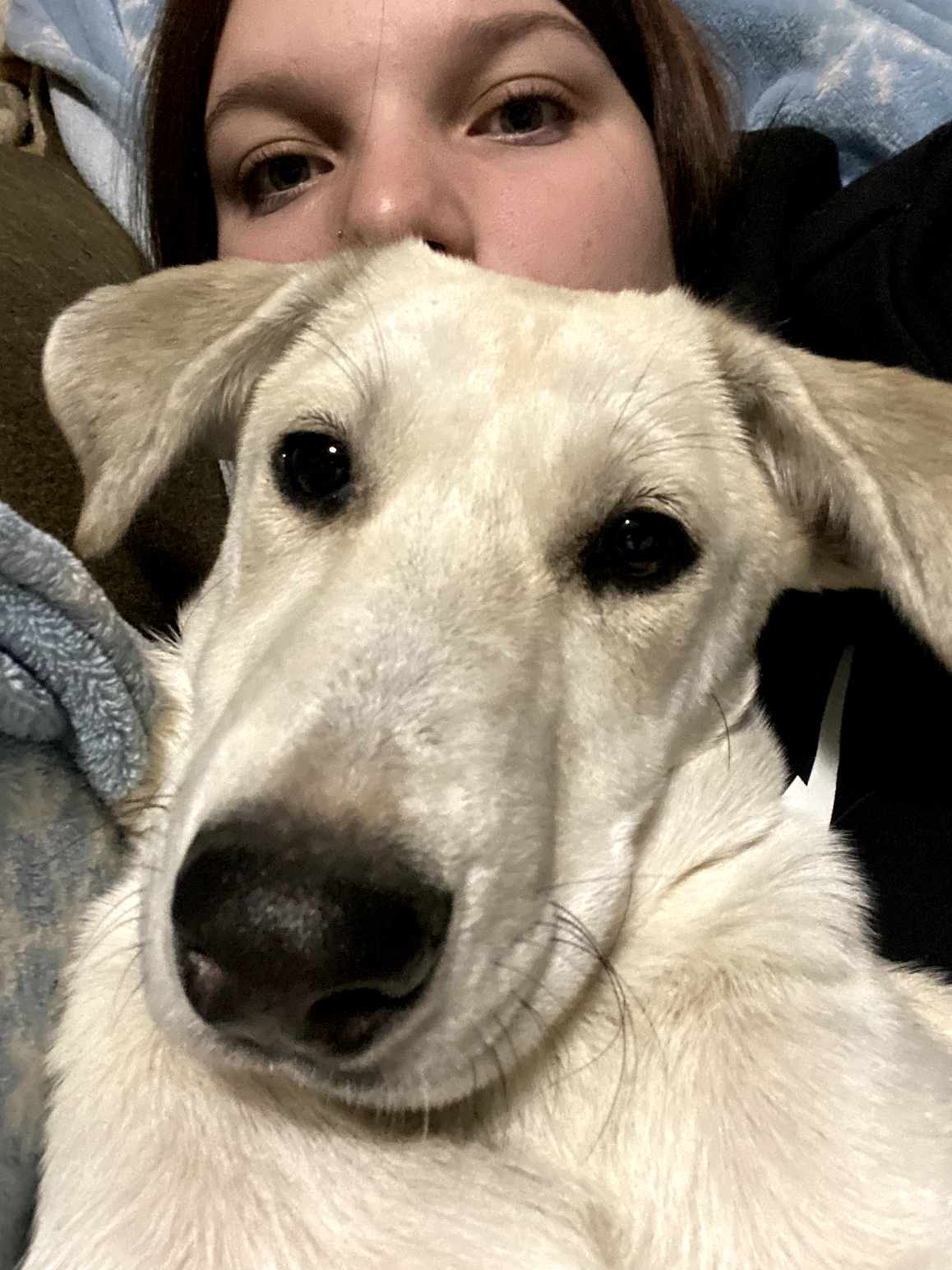 adoptable Dog in New Hampton, NY named Dory