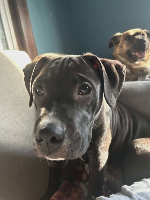 Jagger, an adoptable American Staffordshire Terrier in New Hampton, NY