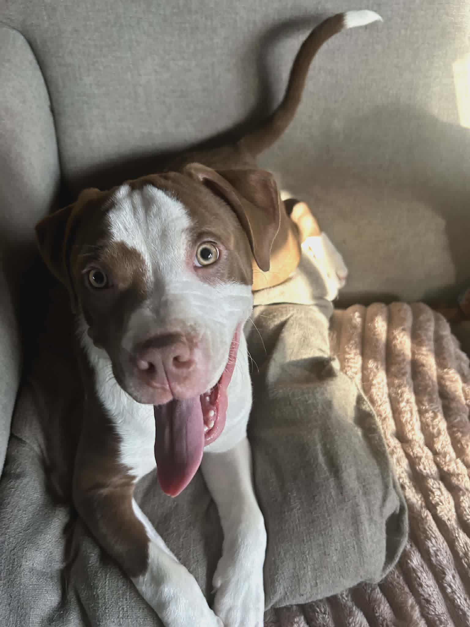 Bowie