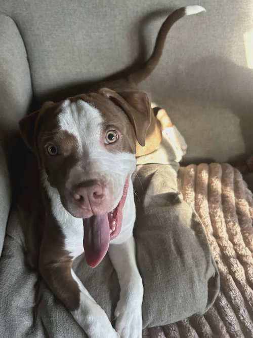 Bowie, an adoptable American Staffordshire Terrier in New Hampton, NY
