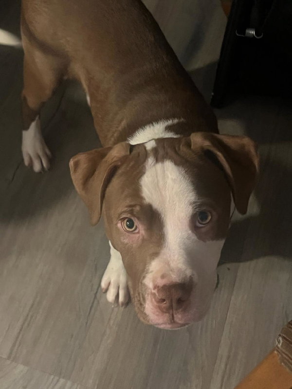 Bowie