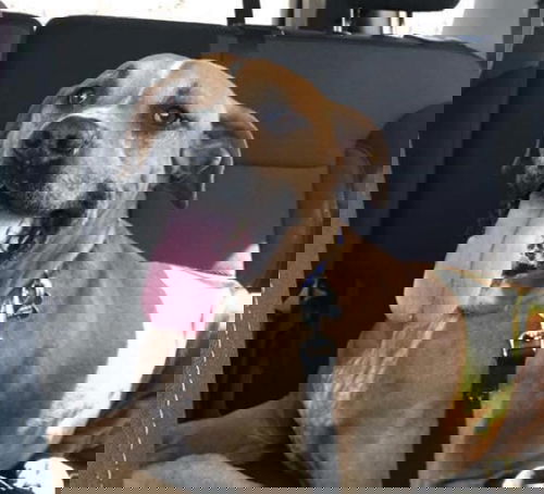 Jay