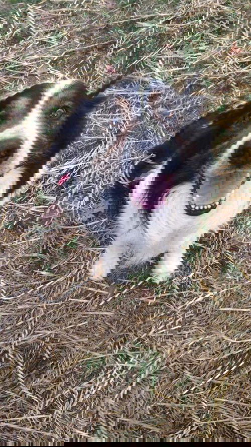 Ozzie