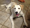 Cooper