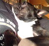 Murphy
