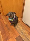 Muffy