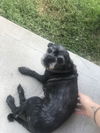 Muffy