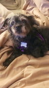 Muffy