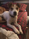 Roscoe