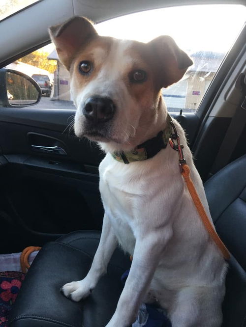 Roscoe