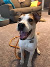 Roscoe