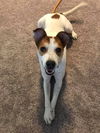 Roscoe
