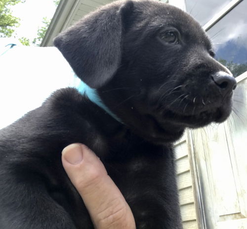 Owen
