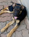 Sergeant (Sarge)
