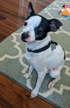 Sparky
