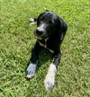 Grady