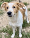 Frieda