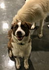 Heidi