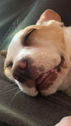Fiona