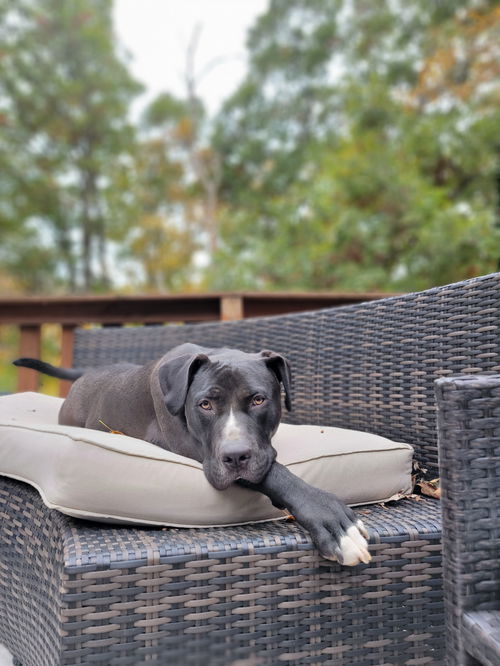 Lucas AKA Moose
