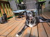 Lucas AKA Moose